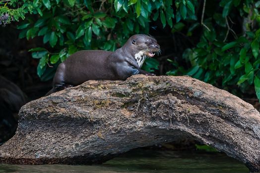Giant otter standing on log in the peruvian Amazon jungle at Madre de Dios Peru