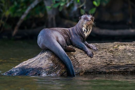 Giant otter standing on log in the peruvian Amazon jungle at Madre de Dios Peru