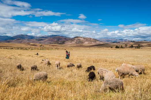 woman shepherd in the peruvian Andes at Cuzco Peru