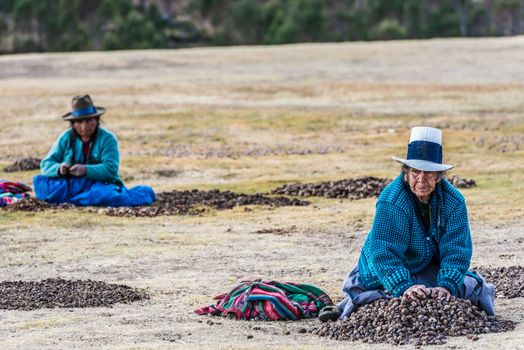 Chincheros, Peru - July 23, 2013: women collecting moraya at Chincheros town in the peruvian Andes at Cuzco Peru on july 23, 2013