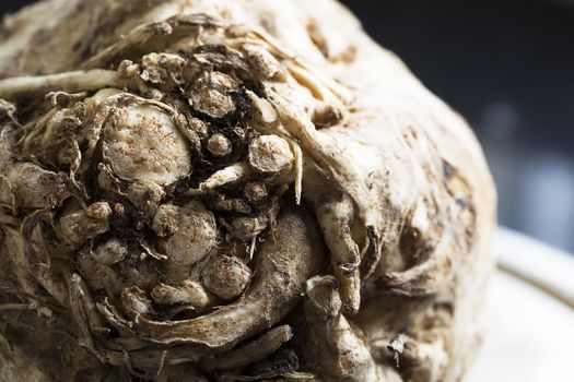 Celeriac, root vegetable recently harvested.