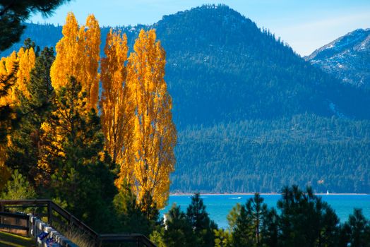 Trees at the lakeside, Lake Tahoe, California, USA