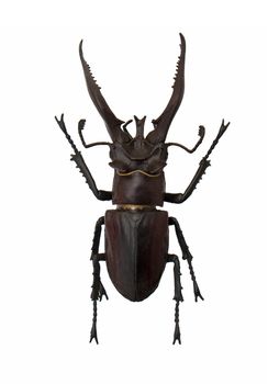 Beetle Lucanus hermani isolated on the white background