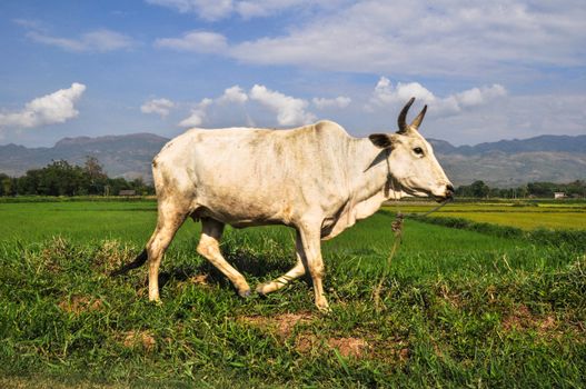 Cow on beautful Inle Lake Myanmar (Burma)