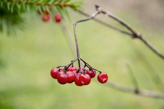 Red viburnum berries on a branch