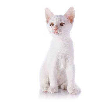 White kitten. Kitten on a white background. Small predator. Small cat.