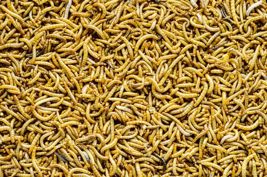 A scatter of mealworm larvae, used for feeding birds, reptiles or fish.