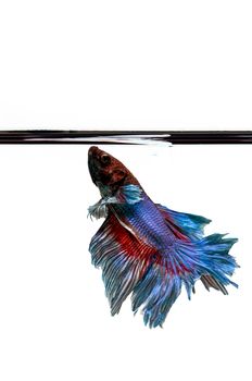 Siamese Fighting Fish isolated , betta on white  background:  Clipping path included