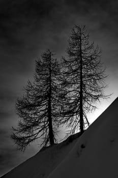 Two empty trees on the hill