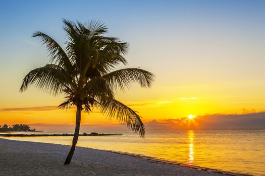 Beach with palm tree at sunset, Key West, USA