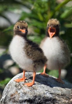 Baby birds of the river morwennol wait for parents with food and is invocatory shout.