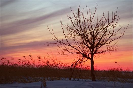 Naked Tree in the winter on a sunset. Winter. Russia. Ladoga.