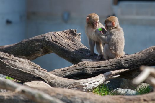 Two Macaque (Snow) Monkey's playing with a pacifier in soft focus