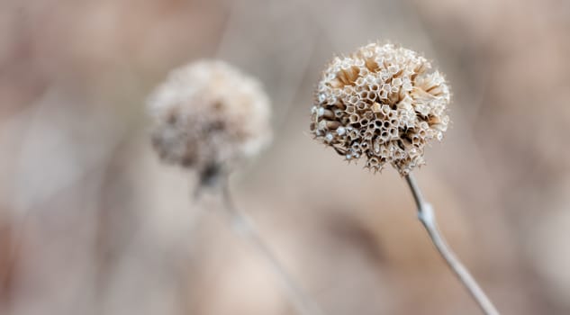 Spent Thistle standing tall in the Winter in soft focus