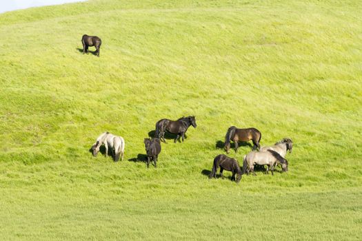 funny horses in the fields of Iceland