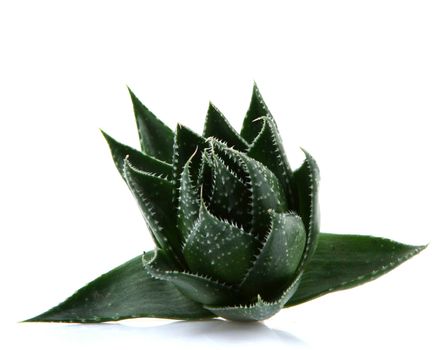 Aloe vera plant isolated on white background