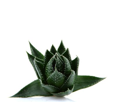 Aloe vera plant isolated on white background