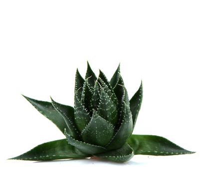 Aloe vera plant isolated on white background