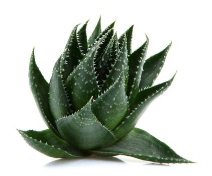 Aloe vera plant isolated on white background