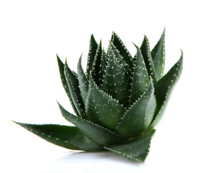 Aloe vera plant isolated on white background