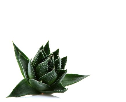 Aloe vera plant isolated on white background