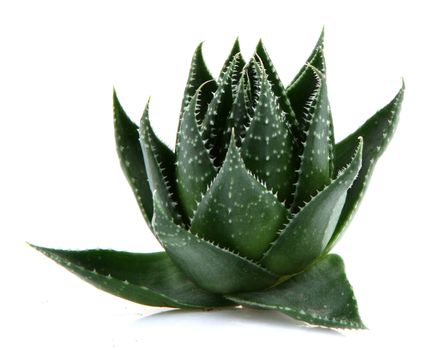 Aloe vera plant isolated on white background