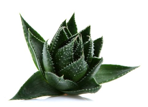 Aloe vera plant isolated on white background
