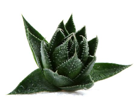 Aloe vera plant isolated on white background