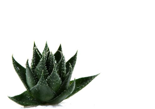 Aloe vera plant isolated on white background