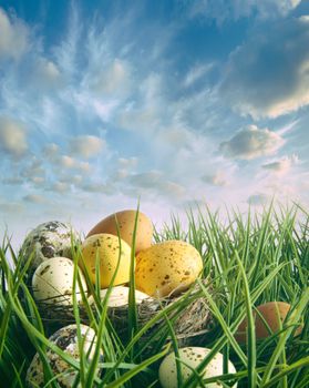 Bird nest with speckled eggs in the tall grass