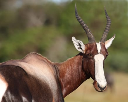 Bontebok antelope with long ringed horns and white face