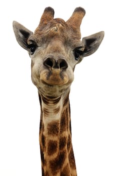 Portrait of a Giraffe isolated on white background