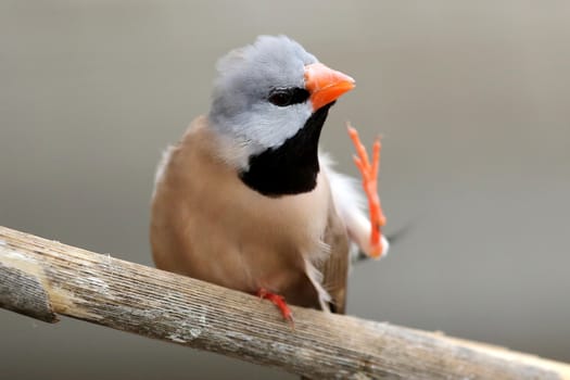 Scratching Heck's Grassfich bird with orange beak and black bib