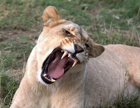 Potrait of a beautiful yawning lioness with huge canine teeth