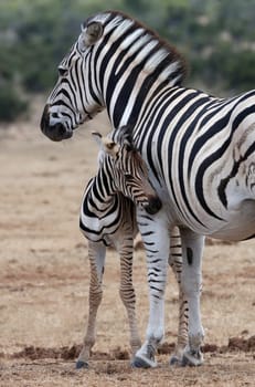 Cute baby plains zebra standing next to it's protective mother