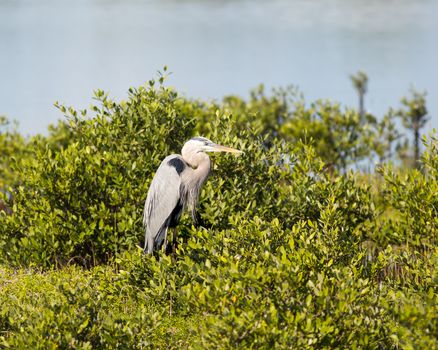 This Great Blue Heron is perched on shrubbery at a national wildlife preserve.