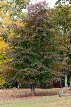 This tree is changing colors at Chatuge Park Reservoir in North Carolina.