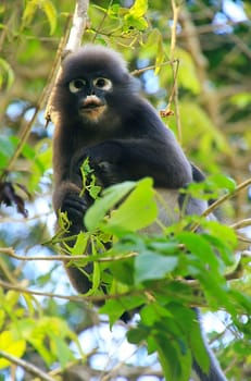 Spectacled langur sitting in a tree, Wua Talap island, Ang Thong National Marine Park, Thailand