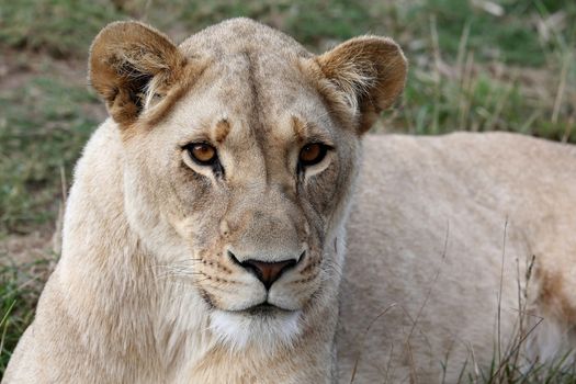 Potrait of a beautiful lioness with bright amber eyes