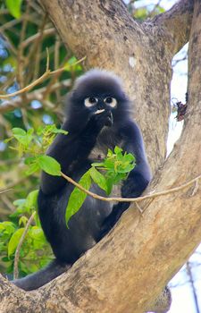 Spectacled langur sitting in a tree, Wua Talap island, Ang Thong National Marine Park, Thailand