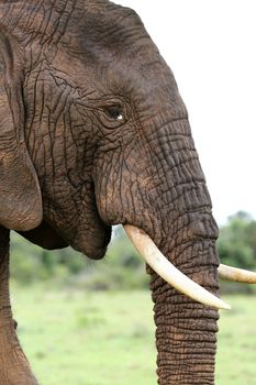 Profile of an African elephant with white tusks