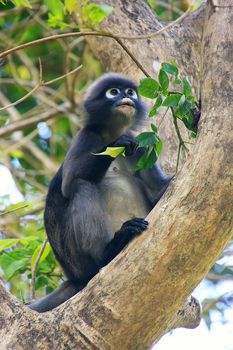 Spectacled langur sitting in a tree, Wua Talap island, Ang Thong National Marine Park, Thailand