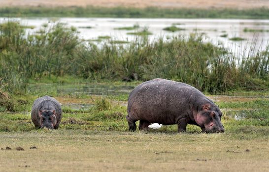 Two hippo (Hippopotamus amphibius kiboko) graze out of water, Amboseli National Park, Kenya