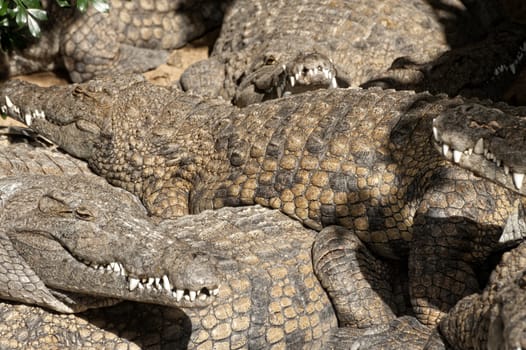 Huge Nile crocodiles (Crocodylus niloticus) basking in the sun, closeup,  Mara River, Masai Mara National Reserve, Kenya