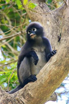 Spectacled langur sitting in a tree, Wua Talap island, Ang Thong National Marine Park, Thailand