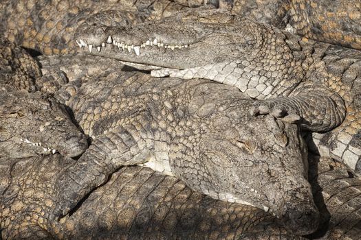 Huge Nile crocodiles (Crocodylus niloticus) basking in the sun, closeup,  Mara River, Masai Mara National Reserve, Kenya