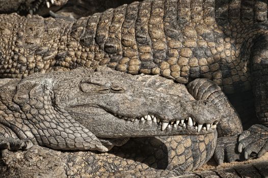 Huge Nile crocodiles (Crocodylus niloticus) basking in the sun, closeup,  Mara River, Masai Mara National Reserve, Kenya