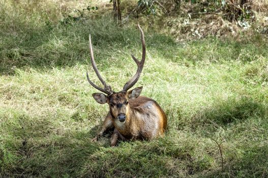 Javan rusa deer (Rusa timorensis) , male, resting on the meadow after fighting with another buck