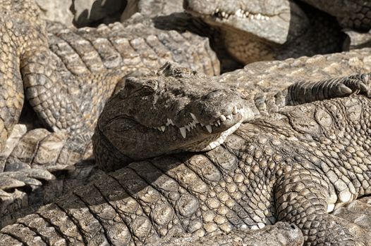 Huge Nile crocodiles (Crocodylus niloticus) basking in the sun, closeup,  Mara River, Masai Mara National Reserve, Kenya