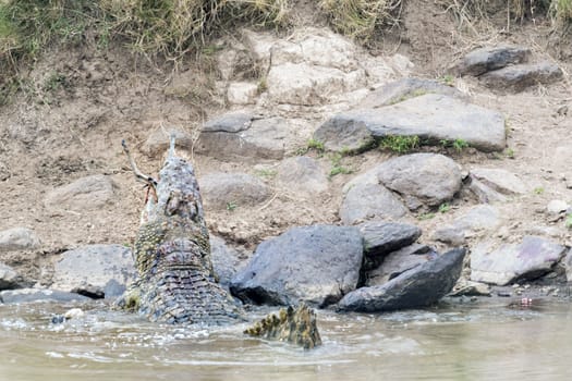 Huge Nile crocodile  (Crocodylus niloticus) catch antelope while herd crossed  Mara River, Masai Mara National Reserve, Kenya